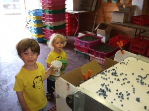 Buying blueberries from Stewarts' 2, 8-12-10