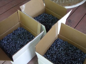 Buying blueberries from Stewarts' 3, 8-12-10