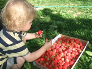Ian and box of strawberries 2, June 2010