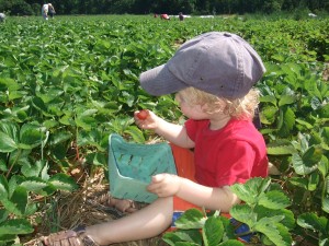 Ian in the strawberry patch, 6-21-10