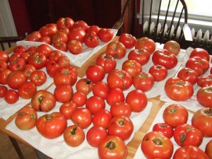 tomatoes in bulk, Aug. 25, 2010