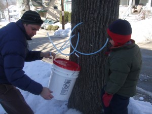 Tapping the Maple, Feb. 20, 2011