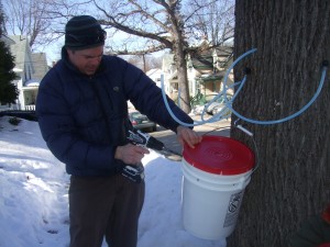 Tapping the maple, Feb. 20, 2011
