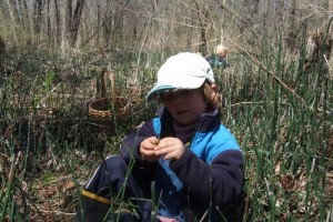 Picking Fiddleheads, May 1, 2011