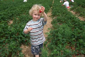 Strawberry Picking at Fairwinds, July 2011