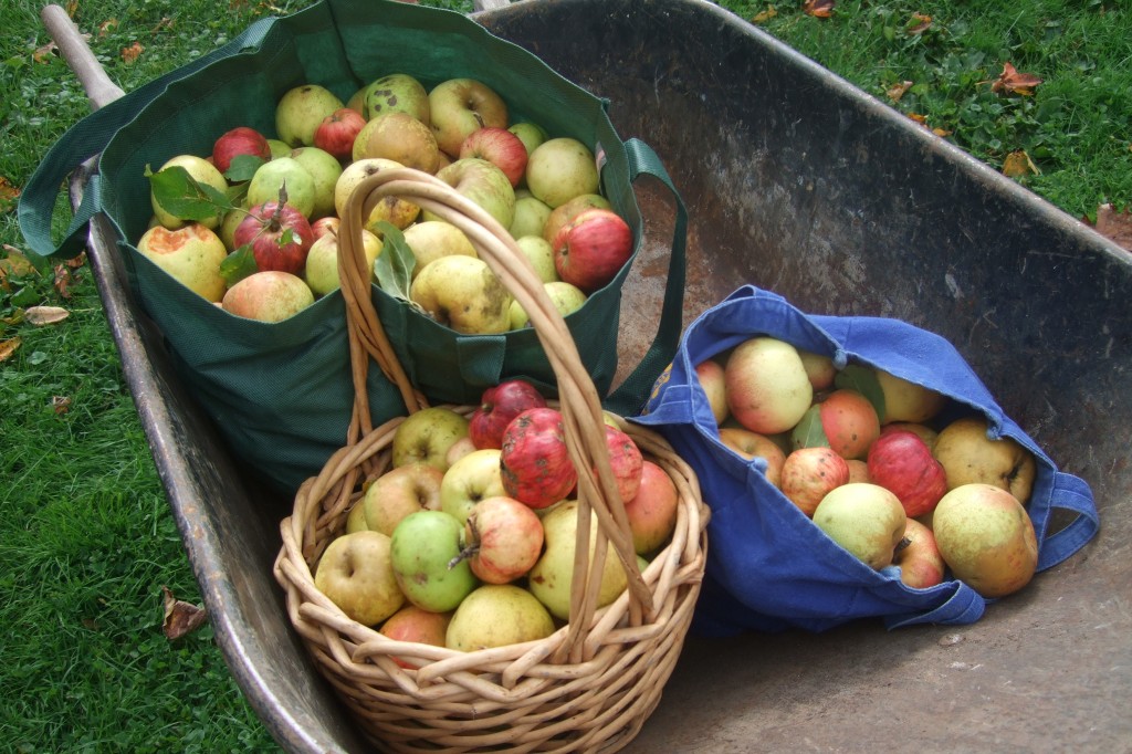 apple picking/apple sauce, 2011-2012