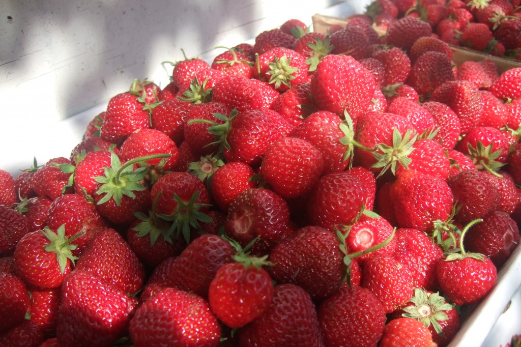 strawberries for jam for the book